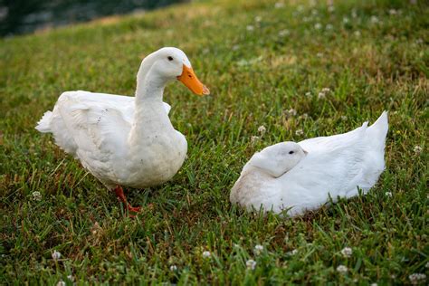 friendliest pet duck breed
